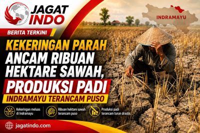 Kekeringan Parah Ancam Ribuan Hektare Sawah, Produksi Padi Indramayu Terancam Puso