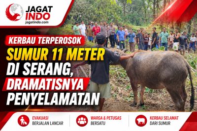 Kerbau Terperosok Sumur 11 Meter di Serang, Dramatisnya Penyelamatan